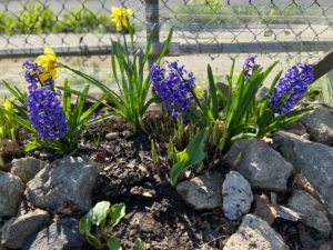 Hyacinths and Daffodils at Serenity Community Garden