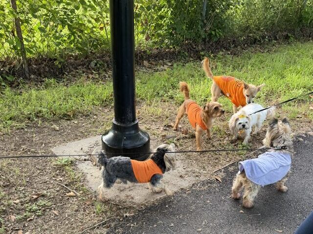 Canarsie Kennel Club Celebrates a Decade of Dogs - Canarsie Courier